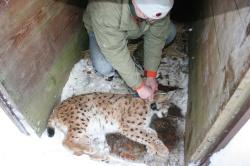 Ein Mitarbeiter des Luchsprojekts nimmt dem narkotisierten Luchs „Kika“ in der Kastenfalle behutsam den Halsbandsender ab