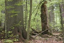 Über den Wert alter Bäume erfuhr man Interessantes im Nationalpark Bayerischer Wald
