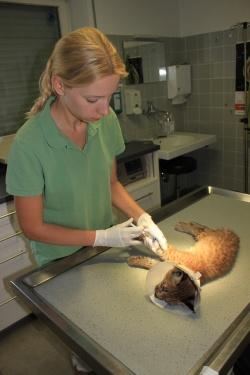 Tierärztin Dr. Sonja Müller von der Tierärztlichen Klinik Kurzeichet bei der Notfallversorgung der jungen Luchskatze. Weil das Jungtier keinen menschlichen Umgang gewöhnt ist, wurde es narkotisiert