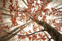 2. Preis: Erika Poltronieri  Herbstwald im Nebel

Hartnäckiger Nebel hat diesen Herbstwald in Italien fest im Griff. Doch ein Blick nach oben offenbart eine erfreuliche Aussicht: Sonnenstrahlen durchbrechen das dichte Grau und tauchen das leuchtende Herbstlaub in ein geradezu magisches Licht