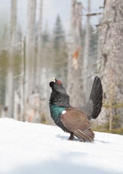 Steht im Fokus der kommenden Führungen in der Reihe „Nationalpark aus erster Hand“: das störempfindliche Auerwild