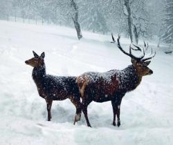 Der Rothirsch – eines der eindrucksvollsten großen Wildtiere des Bayerischen Waldes