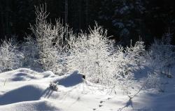 Naturerlebnis, Fachinformationen und spirituelle Impulse: Auch diesen Winter werden neue Führungen in der Reihe „Nationalpark und Schöpfung“ angeboten. (Foto: NPV)