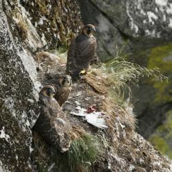 Um sie geht es bei der vorrübergehenden Wegsperrung der Wanderlinie Heidelbeere: Durch die Schutzmaßnahme sollen erfolgreiche Bruten und damit das Überleben der bedrohten Wanderfalken gefördert werden. (Foto: NPV Bayerischer Wald)