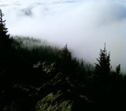 In unbewirtschafteten Naturwäldern können Wolken zu unerwünschtem Eintrag von düngenden Stickstoffverbindungen führen. (Foto: NPV Bayerischer Wald)