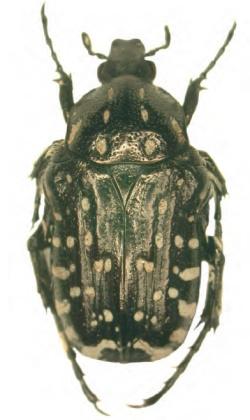 Botschafter des Klimawandels im Nationalpark Bayerischer Wald: der bis zu 1,2 cm große Trauer-Rosenkäfer Oxythyrea funesta (Foto: Heinz Bussler)