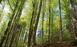 Frühling pur: Der Mai mit seinem frischen Waldgrün gehört zu den schönsten Zeiten im Nationalpark. Zahlreiche Veranstaltungen laden dazu ein, diese Zeit besonders zu genießen. (Foto: NPV Bayerischer Wald)