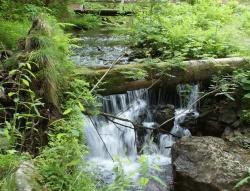 Die Kombination aus Naturerlebnis, Fachinformationen und spirituellen Impulse machen die Führungen der Reihe „Nationalpark und Schöpfung“ zu einem besonderen Erlebnis. (Foto: NPV Bayerischer Wald)