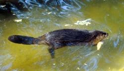 Biber im Nationalpark - mit etwas Glück auch in freier Wildbahn zu erleben. (Foto: Dr. Joswig Walter, LfU)