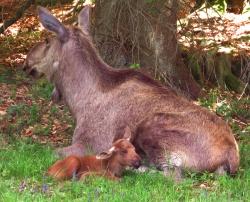 Erst einen Tag alt: eines der beiden im Nationalpark Bayerischer Wald geborenen Elchkälber, hier zusammen mit seiner Mutter, der Elchkuh Lillemoor. (Foto: NPV Bayerischer Wald)