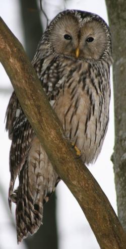 Schon mal einen Habichtskauz aus der Nähe bestaunt? Die beste Gelegenheit bietet sich jetzt in den Pfingstferien bei der dreitägigen Eulen-Entdeckungstour „Komische Käuze“. (Foto: NPV Bayerischer Wald)