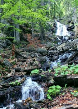 Beeindruckende Naturerlebnisse, Fachinformationen und spirituelle Impulse machen die Reihe „Nationalpark und Schöpfung“ zu einem besonderen Erlebnis. (Foto: NPV Bayerischer Wald)