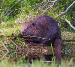 Biber in Aktion: Mit etwas Glück kann man den großen Nager selbst, mindestens aber die Spuren seiner Arbeit zwischen Deffernik und Schmalzbach auf der Führung „Wildtiere erleben“ beobachten.