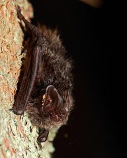 (Foto: NPV Bayerischer Wald): Schon mal eine Fledermaus oder andere „Nachtflieger“ von nahem gesehen? Die Nationalparkexkursion „Was fliegt über den Baumwipfelpfad?“ bietet hierzu die Chance.