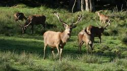 Wer mehr über Rothirsche erfahren und sie dabei auch hautnah erleben will, der sollte die kommenden Führungen aus der Reihe „Wildtiere erleben“ nicht verpassen. (Foto: NPV Bayerischer Wald)