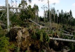 Chaos nach Kyrill – Wie sieht ein solcher Windwurf nach gut sieben Jahren natürlicher Waldentwicklung aus? Antwort auf diese Frage gibt die Windwurfführung mit einem Nationalparkranger. (Foto: NPV Bayerischer Wald)