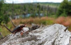 Die streng geschützte Rote-Liste-Art Zottenbock ist eine der Raritäten der Insektenwelt, die aufgrund der vielen naturbelassenen Totholzhabitate im Nationalpark Bayerischer Wald leben können und erstmals im vergangenen Jahr hier nachgewiesen wurde. (Foto: NPV Bayerischer Wald)