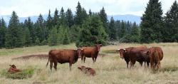 Seit Juli weiden Rotrinder „im Auftrag des Naturschutzes“ auf dem Ruckowitzschachten. Mehr dazu und zu anderen Themen erfahren Interessierte auf der Wanderung „Wilde Tiere, Natura 2000 und LIFE+ Projekt“. (Foto: NPV Bayerischer Wald)