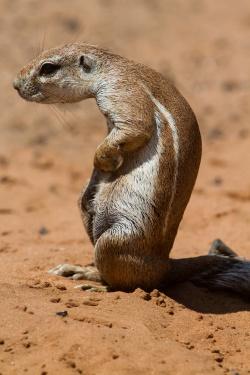 Vielfältig, fremdartig und faszinierend: Naturbeobachtungen in Namibia, die jetzt in der neuen Fotoausstellung im Hans-Eisenmann-Haus zu entdecken sind.