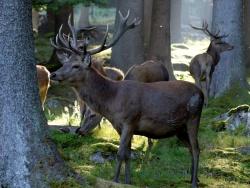 Streiten wie jeden Herbst stimmgewaltig und mit imposanten Kämpfen um das Recht zur Fortpflanzung – die männlichen Rothirsche des Nationalparks. Die Reihe „Wildtiere erleben“ ermöglicht es, dieses Naturschauspiel live mitzuerleben. (Foto: NPV Bayerischer Wald)