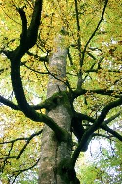 Herbstleuchten auf dem Weg zur Sonnenuhr beim Schwellhäusl: Die alten Baumriesen des urwaldartigen Hans-Watzlik-Hains sind zu jeder Jahreszeit ein beeindruckendes Erlebnis (Foto: NPV Bayerischer Wald)