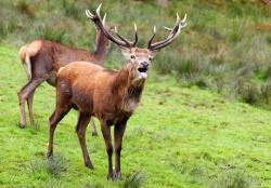 Jedes Mal aufs Neue faszinierend: das jährliche Brunftritual der Rothirsche im Herbst – eines der Themen bei den kommenden Nationalpark-Führungen der Reihe „Wildtiere erleben“.
