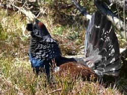 Überlebenskünstler in harschen Höhenlagen: das Auerhuhn. Viel Wissenswertes hierzu bietet die Führungsreihe „Wildtiere erleben“. (Fotos: NPV Bayerischer Wald)