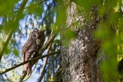 Braucht zum Überleben und erfolgreichen Brüten strukturreiche Wälder und jede Menge Mäuse: der Habichtskauz. (Foto: Bruno D´Amicis)