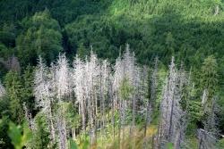 Borkenkäfernest mitten im dichten Waldbestand – schädlicher Störenfried, der durch Klimawandel noch gefördert wird, oder Chance für ein Waldmanagement mit hoher Artenvielfalt? Diese und viele weiteren Fragen sind Thema des Vortrags „Das Unerwartete erwarten“. (Foto: Prof. Dr. Rupert Seidl)