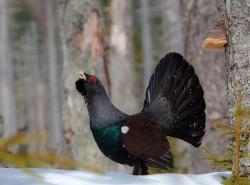 Beeindruckend und bedroht: Das Auerhuhn im Nationalpark Bayerischer Wald. Das Einhalten von Einschränkungen im Betretungsrecht hilft diesem seltenen Vogel, bei uns zu überleben. (Foto: Sascha Rösner)