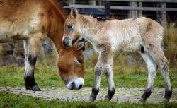 Das an Halloween geborene Hengstfohlen ist das jüngste Mitglied der Przewalski-Familie des Nationalparks Bayerischer Wald.