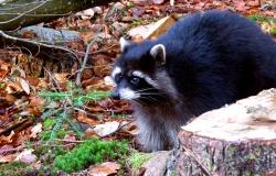 Neu im Tier-Freigelände Lusen: der Waschbär.