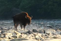 Wild lebende Wisente gehören zu den vielen faszinierenden Wildtierarten, die Erik Baláž in seinem neuesten Film präsentiert. (Fotos: Karol Kalisky)