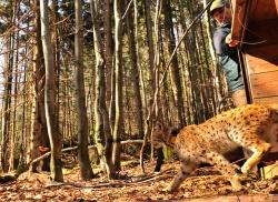 Um die Luchse mit Sender-Halsbändern auszustatten, wurden sie zuvor in Kastenfallen gefangen. (Foto: NPV Bayerischer Wald)