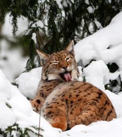 Wo Luchse noch in Freiheit leben: Jetzt bewerben für das Commerzbank-Umweltpraktikum 2015 im Nationalpark Bayerischer Wald! (Foto: NPV Bayerischer Wald)