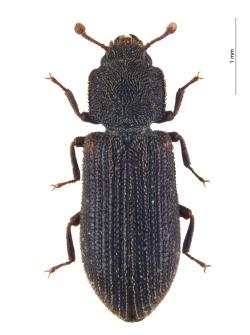 Kleiner Käfer, große Sensation: Der seltene Reitters Rindenkäfer Synchita separanda wurde jetzt erstmals im Nationalpark Bayerischer Wald nachgewiesen. (Foto: Alexander Szallies)