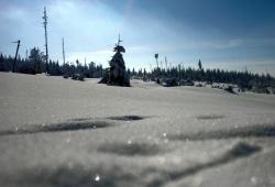 Winter! Sonnenglitzernder Schnee beim Schachtenhaus im Nationalpark Bayerischer Wald.
(Foto: Michael Pscheidl / Nationalpark Bayerischer Wald)