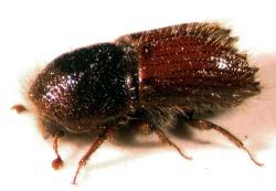 Kleiner Käfer, große Wirkung: Der nur wenige Millimeter große Fichtenborkenkäfer Ips typographus hat einen nachweislich positiven Einfluss auf die Artenvielfalt in fichtendominierten Waldökosystemen.