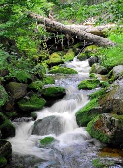 Nicht nur landschaftlich ein Juwel: Die Bergbachsysteme im Nationalpark Bayerischer Wald haben sich als Lieferant von dauerhaft ausgezeichneter Trinkwasserqualität erwiesen, unabhängig von Borkenkäferdynamik im Einzugsgebiet.