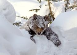 Braunbärin Luna hat ihre Winterruhe trotz Schnee kurz unterbrochen – jedoch ohne rechte Begeisterung, wie es scheint.