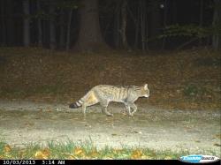 Seit 2010 tappen sie immer wieder in die Fotofallen des Nationalparks: Wild lebende Katzen mit dem typischen Wildkatzenhabitus (Foto: NPV Bayerischer Wald).