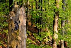 Braucht zum Überleben und erfolgreichen Brüten genügend geeignete Nistplätze in strukturreichen Wäldern mit viel verwittertem Totholz: der Habichtskauz. (Foto: Michael Göggelmann)