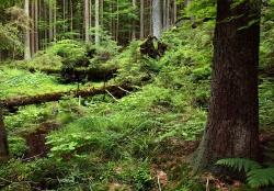 Der Nationalparkwald birgt viele Geheimnisse – beim Pfingstferienprogramm werden sie erforscht vielleicht ja auch gelüftet. (Foto: Rainer Simonis)