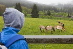 …oder beim Blick ins Tier-Freigelände! (Foto: Simone Stiedl)