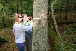 Wie dick ist dieser Baum? 10.-Klässler des Gymnasiums Zwiesel bei der Erfassung von Waldstrukturen im Nationalpark.