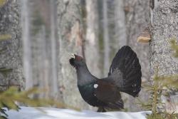 Mit Rücksicht auf das Auerhuhn und andere störempfindliche Tierarten bittet die Nationalparkverwaltung Bayerischer Wald, zum Jahreswechsel auf Raketen und Böller im Nationalpark zu verzichten. Bild(er): Sascha Rösner, NPV BW