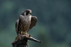 Um sie ging es bei der vorrübergehenden Schutzsperrung im Höllbachgespreng: Erfolgreiche Bruten der bedrohten Wanderfalken im Nationalpark Bayerischer Wald. (Foto: Michael Göggelmann)