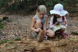 Der Nationalparkwald birgt viele Geheimnisse – beim Pfingstferienprogramm werden sie erforscht vielleicht ja auch gelüftet. (Foto: NPV Bayerischer Wald)