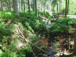Das Moor „Kleine Au“ bei Altschönau ist durch tiefe Entwässerungsgräben und Aufforstungen stark beeinträchtigt. Im Rahmen der Renaturierungsarbeiten werden die Gräben mit Hilfe von Dämmen unwirksam gemacht und somit der Wasserhaushalt verbessert. (Foto: NPV)