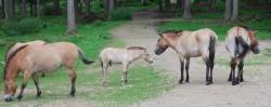 Jung und unerfahren, aber durchaus selbstbewusst: das Przewalski-Hengstfohlen im Tierfreigelände des Nationalparkzentrums Falkenstein (Bild: NPV)